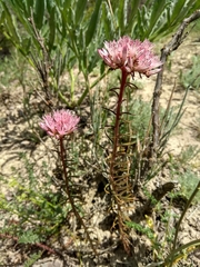 Pseudosedum