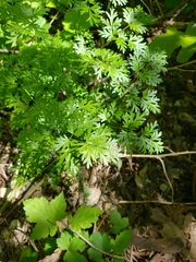 Petroselinum crispum
