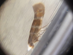 Argyresthia trifasciata