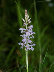 Dactylorhiza saccifera