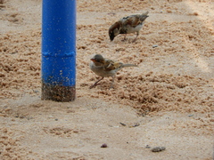 Passer domesticus
