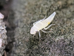 Graphocephala