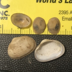 Sphaerium striatinum