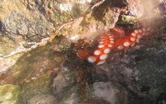 Octopodidae