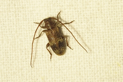 Exocentrus adspersus