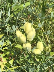 Baptisia australis aberrans