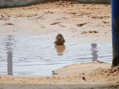Passer domesticus