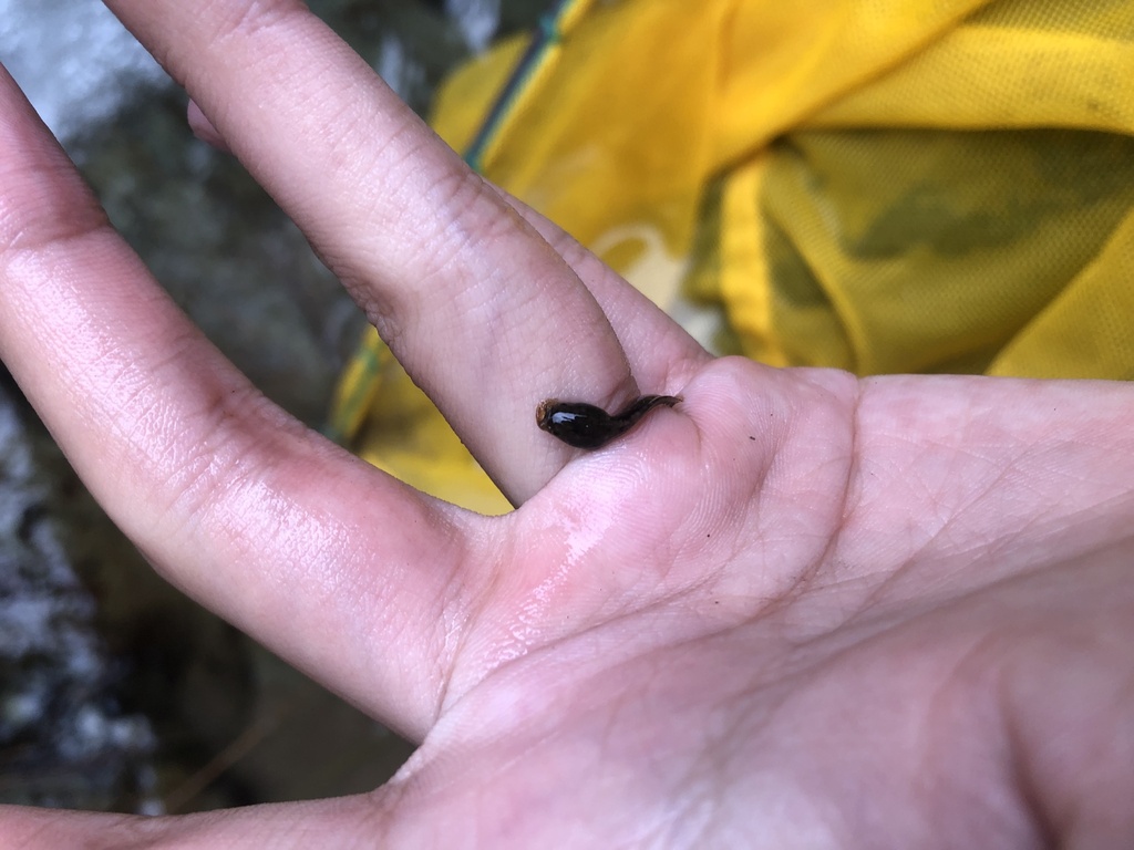 Boulenophrys from 歙县, 黄山市, 安徽省, CN on July 17, 2024 at 07:27 AM by ...