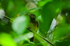 Mionectes oleagineus