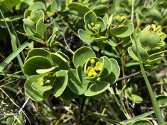 Wikstroemia retusa, photograph 黃美滿, CC BY, iNaturalist via GBIF