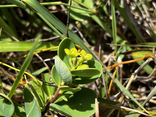 Wikstroemia retusa, photograph 6