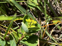 Wikstroemia retusa, photograph 黃美滿, CC BY, iNaturalist via GBIF