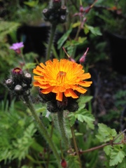 Pilosella aurantiaca