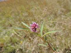 Trifolium simense