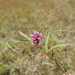 Trifolium simense - Photo (c) Marco Schmidt, algunos derechos reservados (CC BY-NC-SA), subido por Marco Schmidt