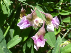 Lathyrus graminifolius