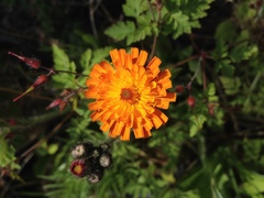 Pilosella aurantiaca