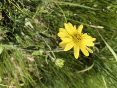 Silphium mohrii