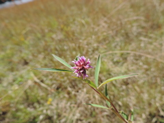 Trifolium simense