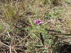 Trifolium simense