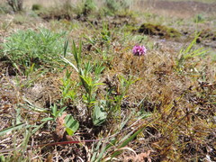 Trifolium simense