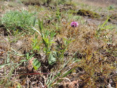 Trifolium simense