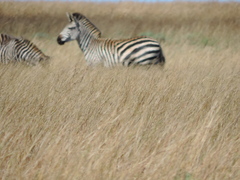 Equus quagga crawshayi