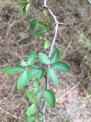 Pithecellobium dulce