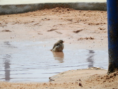 Passer domesticus