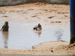 Passer domesticus