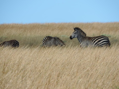 Equus quagga crawshayi