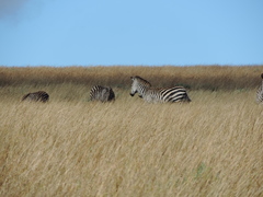 Equus quagga crawshayi