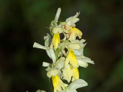 Orchis pauciflora