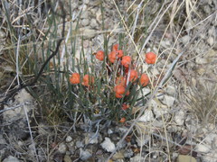 Ephedra compacta