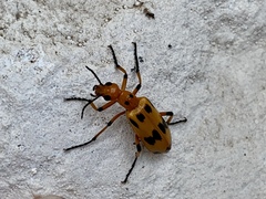 Pyrota fasciata