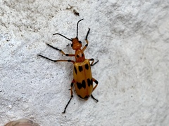 Pyrota fasciata