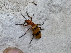 Pyrota fasciata