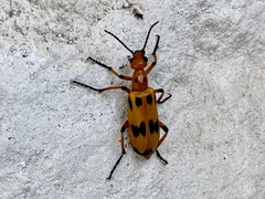 Pyrota fasciata