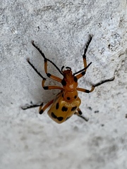 Pyrota fasciata