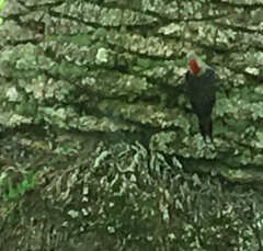 Melanerpes carolinus