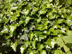 Hedera helix