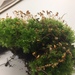 photo of Woodsy Thyme-moss (Plagiomnium cuspidatum)