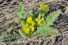 Astragalus wolgensis