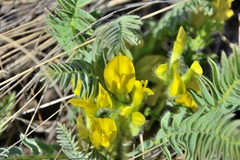 Astragalus wolgensis