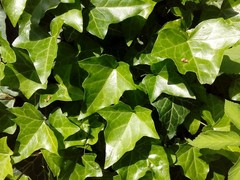 Hedera helix