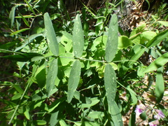 Lathyrus graminifolius