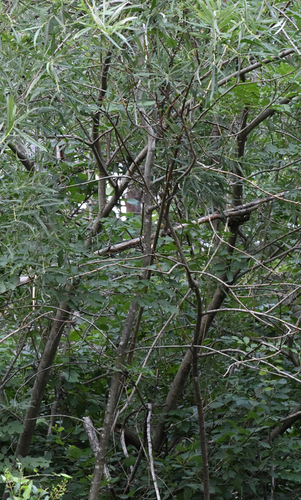 Image of Salix eleagnos by (c) Matteo Martini, some rights reserved (CC BY)