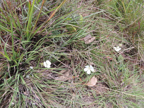 Geranium vagans subsp. vagans image