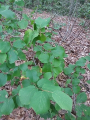 Fothergilla major