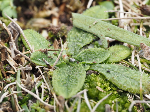 Image of Tiny Forget-Me-Not (Myosotis brevis) by (c) Emily Roberts, some rights reserved (CC BY)
